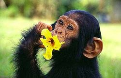 ugandan-chimp